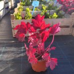 Heuchera (Heuchera villosa) ‘CARNIVAL BURGUNDY BLAST’® - kont.C1,5L